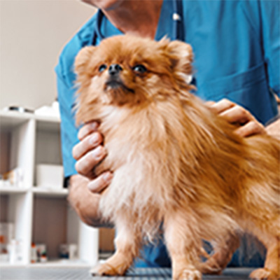 中・小型犬