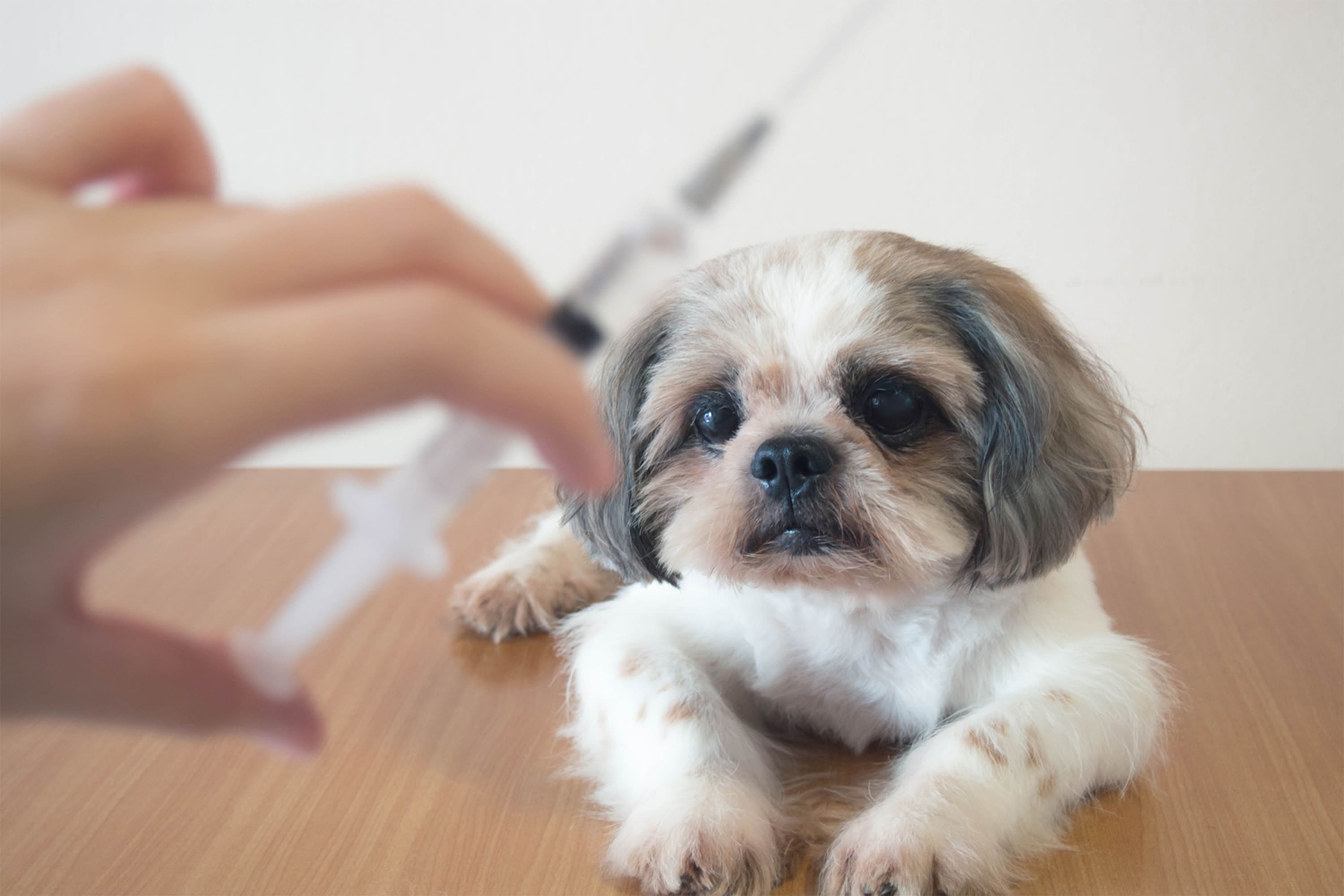 老犬サポート